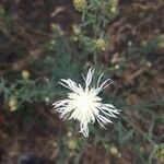 Centaurea diffusa Цветок