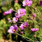 Cosmos bipinnatus Habitatea