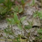 Marsilea strigosa عادت داشتن