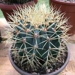 Ferocactus glaucescens Foglia