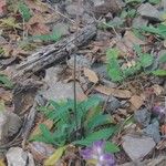 Sonchus bulbosus Alkat (teljes növény)