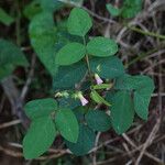 Oxalis barrelieri Leaf