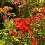 Rhododendron calendulaceum Blomma