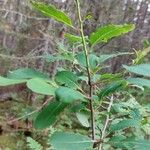 Ilex mucronata Habitus