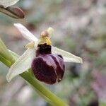Ophrys provincialis Õis