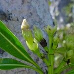 Cerbera manghas Blomst
