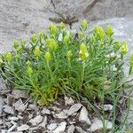 Sideritis hyssopifolia Hábito