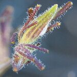 Cordylanthus rigidus Fiore