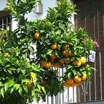 Citrus × aurantium Fruto