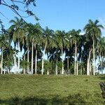 Roystonea borinquena Feuille