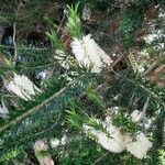 Melaleuca armillaris