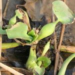 Pontederia crassipes Leaf