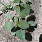 Amaranthus palmeri Folla