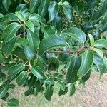 Aristotelia chilensis Fuelha