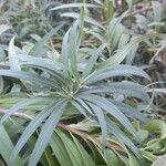 Vernonia arkansana Leaf