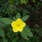 Reinwardtia indica Floare