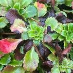 Saxifraga spathularis Leaf