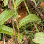 Inula hirta Leaf