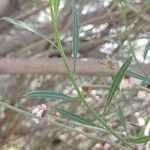 Prunus scoparia Hoja