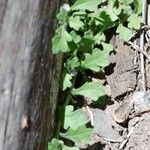 Nemophila spatulata List