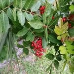 Schinus terebinthifolius Fruit