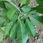 Esenbeckia leiocarpa Blatt