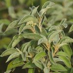 Croton flavens Leaf