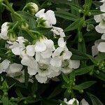 Angelonia angustifolia 花
