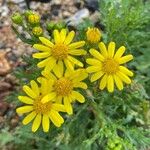 Senecio squalidus Blüte