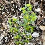 Euphorbia exigua Alkat (teljes növény)