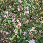 Rhododendron minus Συνήθη χαρακτηριστικά