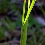 Agrostis capillaris Alia