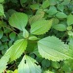 Pilea pumila Folha