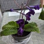 Streptocarpus primulifolius Virág