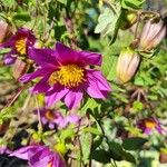 Dahlia tenuicaulis 花