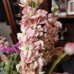 Matthiola incana Fiore