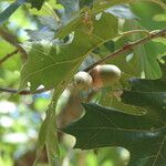 Quercus kelloggii Fruit