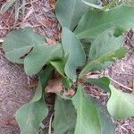 Limonium scoparium Leaf