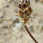 Plantago albicans Vrucht