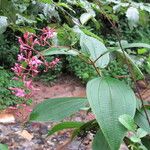 Oxyspora paniculata Habitus