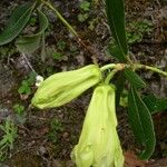 Rhododendron dalhousieae Habit