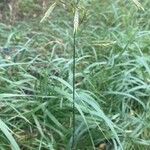 Bromus inermis Habit