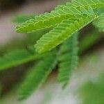 Acacia farnesiana पत्ता
