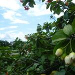 Cordia sebestena Fruit