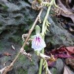 Elettaria cardamomum Flower