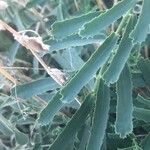 Euphorbia serrata Leaf