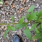 Solidago speciosa Bark