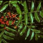Sorbus scopulina Συνήθη χαρακτηριστικά