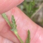 Achillea tomentosa पत्ता