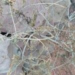 Eremophila maculata Other